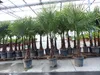 3 Stück XXL+ Palme winterhart 190 - 220 cm Trachycarpus Produktbild-Vorschau 5