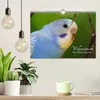 Wellensittiche - der NEUE Kalender (Wandkalender 2027 DIN Produktbild-Vorschau 3