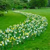 Narzissen Grosspackung Mix Blumenzwiebeln Blumenzwiebeln Produktbild-Vorschau 4