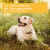 AniForte plus Probiotikum Tabs für Hunde 90 Stk - Produktbild-Vorschau 6