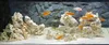 Pierres décoratives pour aquarium - Calcaire d'aquarium des Voir les images du produit 3