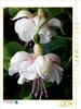 Calvendo Fuchsie Jollies Avignon 1000 Teile Puzzle hoch Produktbild-Vorschau 3