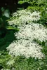 Sambucus nigra 'Laciniata', Schwarzer Holunder, Produktbild-Vorschau 5