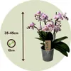 Schmetterlingsorchidee - Phalaenopsis Multiflora - Höhe Produktbild-Vorschau 2