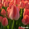 500 Tulpenzwiebeln – 5 farbenfrohe Sorten Produktbild-Vorschau 6