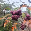 Vogelbeerbaum (Sorbus aucuparia) Titan 2L Produktbild-Vorschau 6