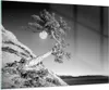 Bilder auf glas - Einteilig - Voll der Mond Baum - 100x70cm Produktbild-Vorschau 1