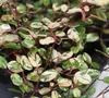 Mühlenbeckia 'Pink Camouflage' - Mühlenbeckie compelxa Produktbild-Vorschau 1