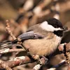 Schwarze Sonnenblumenkerne 25 kg Vogelfutter Ernte 2025 Produktbild-Vorschau 4