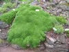 Stauden Gänge 1 x Azorella trifurcata 'Nana' - Adenpolster Produktbild-Vorschau 4