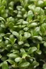 Ilex crenata 'Convexa', Japanische Stechpalme, immergrün, Produktbild-Vorschau 2