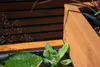 dobar Gartenteich "Superb", pflegeleichter Hochteich inkl. Produktbild-Vorschau 11