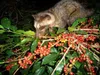 KOPI LUWAK Arabika Aceh Gayo - kawa ziarnista 200 g Podgląd zdjęcia produktu 6