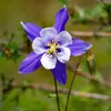 Bloomique - Lot de 3 - Aquilegia Caerulea Spring Magic - Voir les images du produit 5