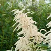 A close-up shot of a white, fluffy plant with green foliage in the background. Produktbild-Vorschau