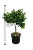 Römische Limette Pursha 70–100 cm | Citrus limetta Süße Produktbild-Vorschau 5