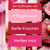 Glade Automatic Spray Nachfüller Mix 8 Stück je 269 ml, Produktbild-Vorschau 2