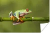 MuchoWow® Poster Rotäugiger Quecksilberfrosch auf Bambus Produktbild-Vorschau 1