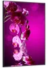 Wallario Wandbild Rosafarbene Orchidee  Blüten in pink, Produktbild-Vorschau 2
