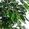 Birkenfeige - pflegeleichte Zimmerpflanze, Ficus benjamini Produktbild-Vorschau 4
