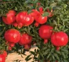 Granatapfel ´ACCO´ 100-120 cm, Cont. 2 l Produktbild-Vorschau 5