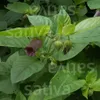 Tollkirsche |  Heilpflanzensamen von Sativa Rheinau Produktbild-Vorschau 5