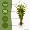 Samenshop24® Schattenrasen mit Poa supina 1kg für 50m² Produktbild-Vorschau 2