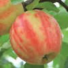 Apfelbaum `Karneval´  - 120-140cm im 10L-Topf Produktbild-Vorschau 1