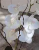 artplants.de Phalaenopsis künstlich TIALDA, Sukkulenten, Produktbild-Vorschau 3