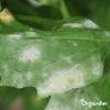Leaf Diseases Blattkrankheiten-Konzentrat - 500 ml für 500 Produktbild-Vorschau 6