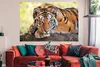 MuchoWow® Poster Tiger - Welpe - Rüssel 180x120 cm - Produktbild-Vorschau 3