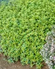 Thymus x citriodorus 'Golden Dwarf', Zitronenthymian, Produktbild-Vorschau 2