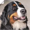 ARTland Poster Berner Sennenhund Größe: 30x30 cm Produktbild-Vorschau 1