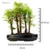 Las bonsai Metasequoia P25 Podgląd zdjęcia produktu 2