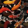 Royal Velvet Tissu polyester A coudre - motif carpe koi Voir les images du produit 1