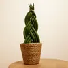 Bloomique - Sansevieria Twister - Język teściowej - Roślina Podgląd zdjęcia produktu 5