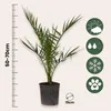 A potted palm tree with icons indicating its care requirements. Podgląd zdjęcia produktu