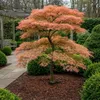 GreenboutiQ - Balkonpflanze - Japanischer Ahorn - Acer Produktbild-Vorschau 6