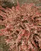 Berberis thunbergii 'Natasza', Rote Heckenberberitze, 20–25 Produktbild-Vorschau 2