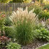 6 Ziergras Miscanthus sinensis, mehrjährig, winterhart, Produktbild-Vorschau 3