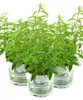 Enseleits 3er Set Zitronenstrauch, Zitronenverbene, Aloysia Produktbild-Vorschau 1