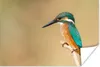 MuchoWow® Poster Eisvogel - Tiere - Vogel 180x120 cm - Produktbild-Vorschau 1