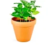 Gardners Coffea arabica, priemer 9 cm Náhľad obrázku produktu 1