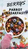 Colazione calda per pappagalli ai frutti di bosco | Piatto Anteprima dell’immagine prodotto 3