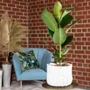 Gummibaum - pflegeleichte Zimmerpflanze, Ficus elastica Produktbild-Vorschau 2