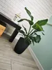 A potted plant sits on a wooden floor next to a black table, with a white brick wall in the background. Voir les images du produit