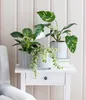 Dehner Baumfreund White Wave, Philodendron, grün-weiß Produktbild-Vorschau 4