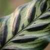 Green boutiQ - Zimmerpflanze - Pfauen-Korbmarante - Produktbild-Vorschau 4