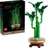 Dracena sandera Podgląd zdjęcia produktu 19