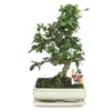 Bonsai Fukientee - Carmona microphylla - cca 10 let Náhled obrázku produktu 1
